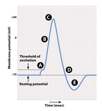 In the accompanying figure, which letter indicates when K<sup>+</sup> ions rush out of the axon?   A) A B) B C) C D) D E) E