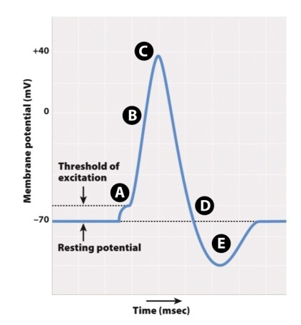 In the accompanying figure, which letter indicates when voltage-gated Na<sup>+</sup> channels close?   A) A B) B C) C D) D E) E