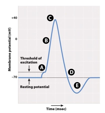 In the accompanying figure, which letter indicates an  overshoot  of K<sup>+</sup> ions?   A) A B) B C) C D) D E) E