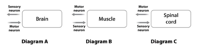 Which of the diagrams below BEST represents the anatomical system responsible for a spinal reflex circuit?   A) diagram A B) diagram B C) diagram C