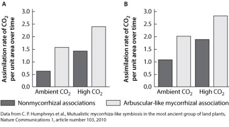Consider the figure below. The bars show changes in primary productivity with and without endomychorrhizal associations for a group of plants that diverged early in the history of terrestrial plants.   Which of the following statements supports the data shown in the figure? A) Endomycorrhizal associations do not increase primary productivity in these plants. B) Endomycorrhizal associations increase primary productivity in these plants. C) Endomycorrhizal associations only help these plants at high CO<sub>2</sub> concentrations. D) Endomycorrhizal associations only help these plants at low CO<sub>2 </sub>concentrations.