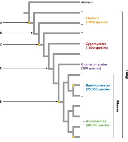 Which of the arrows on the phylogeny indicates where the loss of flagella occurred?   A) A B) B C) C D) D E) E