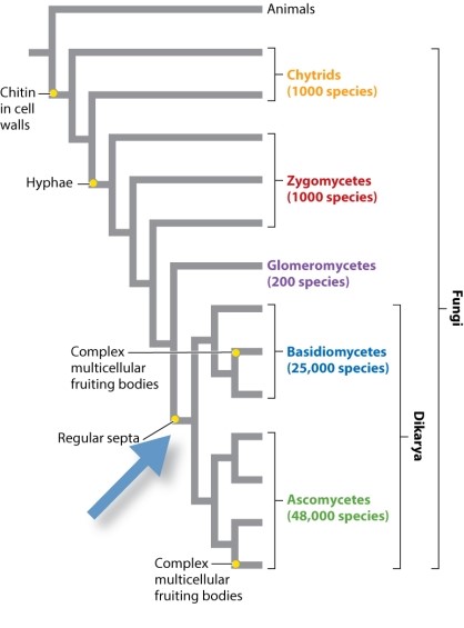Consider the phylogeny (Fig. 34.15)  below. Imagine that the trait  complex multicellular fruiting bodies  actually was present in the common ancestor indicated by the arrow. What would its presence in the common ancestor mean for the evolution of fruiting bodies in the group Dikarya?   A) The group Glomeromycetes lost complex multicellular fruiting bodies. B) The group Dikarya has members that didn't evolve complex multicellular fruiting bodies. C) The group Dikarya has members that lost the trait of complex multicellular fruiting bodies. D) Because only one trait can evolve at a node, regular septa would have evolved at some other place on the phylogeny.