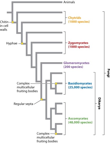 Consider the phylogeny (Fig. 34.15)  below. The group Dikarya has more species than all other taxa on the tree combined. Using only the information conveyed by the labeled phylogeny below, indicate which one of the following statements is a plausible explanation as to why this is so. Select all that apply.)    A) The amount of available habitat is greater for members of the Dikarya. B) There hasn't been enough research done on the Chytrids, so there may be many more undescribed species. C) The evolution of hyphae allowed for rapid speciation of four of the five major groups of fungi. D) The Dikaryotic condition provides more genetic variation and opportunities for evolution of new species. E) Dikaryotic fungi may have lower rates of extinction than other groups of fungi.