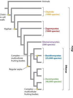 Consider the phylogeny (Fig. 34.15)  below. Which type of data helped the MOST in constructing this tree?   A) fossils from the group glomeromycetes B) morphological characters associated with fruiting bodies C) chromosome number of the different species D) molecular sequence data E) presence or absence of a continuous dikaryotic life stage