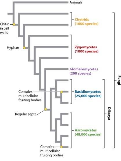 According to the phylogeny shown below, which of the following is a synapomorphy (shared, derived character)  of ascomycetes and basidiomycetes?   A) complex, multicellular fruiting bodies B) regular septa C) chitin in cell walls D) hyphae E) All of these choices are correct.