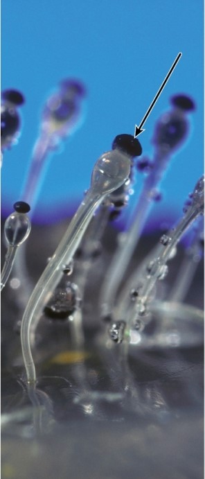What structure is indicated by the arrow in this image?   Photo credit: Carolina Biological Supply Company/Phototake A) sporangium B) supporting stalk C) light-sensitive hypha D) mycelium E) rhizoid