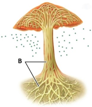 In the fungus pictured, which of the following structures is indicated by the letter B?   A) hyphae B) mycelium C) fruiting body D) spores