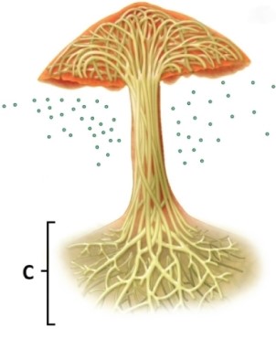 In the fungus pictured, which of the following structures is indicated by C?   A) mycelium B) hyphae C) fruiting body D) spores