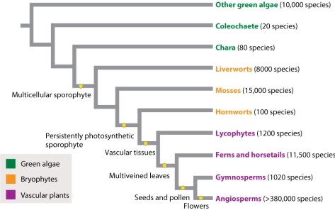 As discussed in the text, angiosperms are, by far, the most diverse group of plants. According to the phylogenetic tree in Figure 33.1, which group would be considered the LEAST diverse?   A) green algae B) lycophytes C) gymnosperms D) ferns and horsetails E) Coleochaete