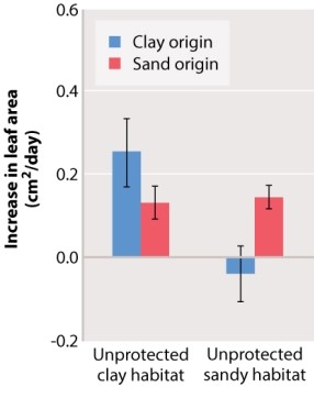 Consider this figure from your text.   How do you think the daily increase in leaf area of the clay-origin and sand-origin species, when growing in the unprotected clay and sandy habitats, would change in response to a large increase in far-red light? A) The daily increase in leaf area would be lower for the clay species in both habitats, but the increase in far-red light would have no effect on the sandy-origin species in either habitat. B) The daily increase in leaf area would be higher for both species in the clay habitat, but lower for both in the unprotected habitat. C) The daily increase in leaf area would be lower for both species in both habitats. D) The increase in far-red light would have no effect in the clay habitat, but the clay-origin species would have even greater losses of leaf area in the sandy habitat