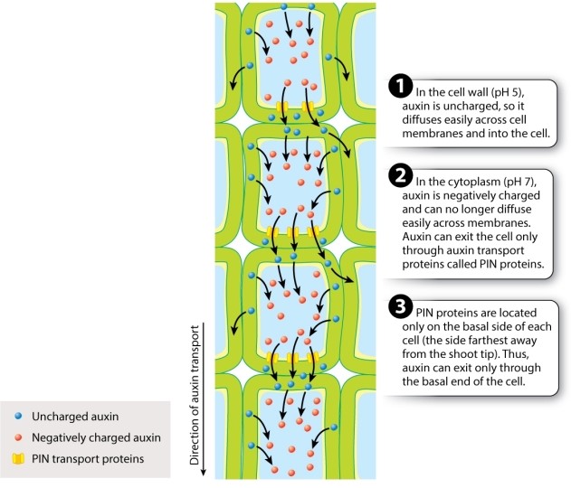 Consider the following excerpt of Fig. 31.9 from your text. What phenotypic effects would you expect to observe if a mutation leads to the loss of the plant cell's ability to control where PIN proteins are inserted in the plasma membrane?   A) an irregular pattern of leaf primordia initiation B) a disruption of the pattern of veins in the leaves C) reduced branching D) all cells elongating more than usual