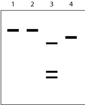 In order to test the effects of a new drug, you isolate the messenger RNA molecules from both treated and untreated eukaryotic cells and separate them according to size using gel electrophoresis. In each lane of the gel, the shorter RNA molecules migrate more quickly through the gel and end up near the bottom of the gel while the longer RNAs migrate more slowly and remain near the top.   The samples that were loaded into each of the four lanes are as follows: Lane 1: the primary RNA transcripts isolated from the nucleus of untreated cells Lane 2: the primary RNA transcripts isolated from the nucleus of cells treated with the drug being tested Lane 3: RNA isolated from the cytosol of untreated cells Lane 4: RNA isolated from the cytosol of cells treated with the drug being tested Based on the information provided by the gel shown above, what cellular process appears to be affected by the new drug?