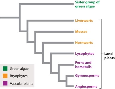 Referring to Figure 29.1, vascular tissue first evolved in which lineage of extant land plants?   A) mosses B) bryophytes C) lycophytes D) gymnosperms E) hornworts