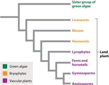 Referring to Figure 29.1, which of the following are NOT a monophyletic group?   A) ferns B) gymnosperms C) angiosperms D) lycophytes