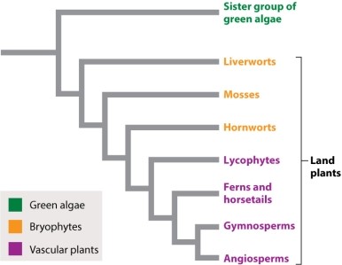 Referring to Figure 29.1, which of the following would NOT be considered a monophyletic group?   A) ferns/horsetails B) angiosperms C) gymnosperms D) bryophytes E) ferns/horsetails and bryophytes