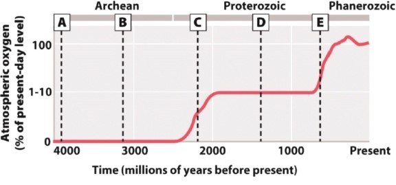 At which point on the diagram below did complex multicellular organisms first appear?   A) A B) B C) C D) D E) E