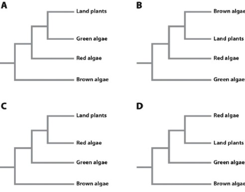 Which of the following phylogenetic trees shows the CORRECT relationship between land plants and green algae?   A) A B) B C) C D) D E) None of the answer options is correct.