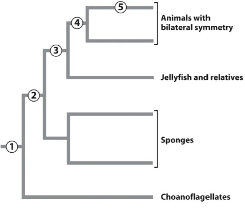 Which of the following traits appeared at point 3 on the phylogeny shown?   A) gap junctions B) cell signaling C) adhesion D) bulk flow E) differentiation of distinct cell types