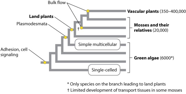 Which of the following traits of complex multicellular organisms is also shared by some simple multicellular organisms but not by single-celled organisms?   A) plasmodesmata B) adhesion C) cell signaling D) bulk flow E) None of the answer options is correct.