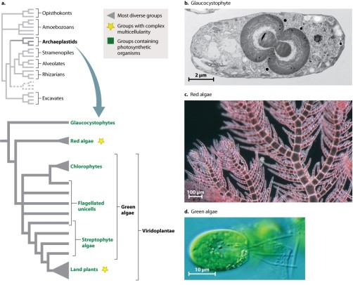Refer to Figure 27.14, shown here. Of all the green algae, which are MOST closely related to land plants?   Photo sources: (top to bottom)  Jerome Pickett-Heaps/Photo Researchers, Inc.; Dr. D. P. Wilson; David Patterson and Bob Andersen, image used under license to MBL (micro*scope) . A) streptophytes B) chlorophytes C) glaucocystophytes D) red algae