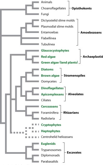 Refer to Figure 27.9, shown here. Which of the seven superkingdoms are thought to share a most recent common ancestor?   A) Opisthokonta, Amoebozoa, Archaeplastida B) animals, Choanoflagellates, Fungi C) Archaeplastida, Stramenopila, Alveolata D) Stramenopila, Alveolata, Rhizaria