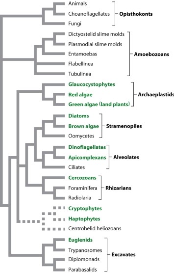 Consider the phylogeny below. The branching pattern of this phylogeny suggests that all of the superkingdoms evolved simultaneously.  