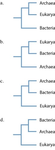 Which of these trees reflects the hypothesis that Archaea are more closely related to Eukarya than they are to Bacteria?
