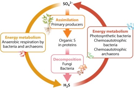 <strong>Consider the chemical reactions of the sulfur cycle shown in Figure 26.10. Oceans constitute the most significant reservoir of sulfur in the biosphere, and sulfate (SO<sub>4</sub><sup>2</sup><sup>-</sup>) reduction is the predominant form of anaerobic respiration in marine environments. In such cases, oxidized sulfur compounds like SO<sub>4</sub><sup>2</sup><sup>-</sup> are the electron acceptors instead of what?</strong> A)water B)oxygen C)hydrogen D)carbon dioxide