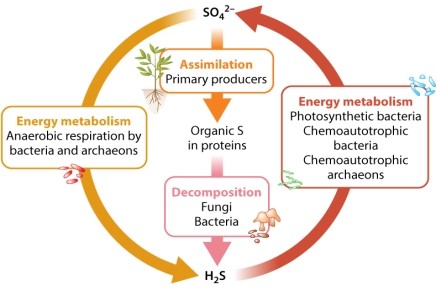 <strong>Consider the chemical reactions of the sulfur cycle shown in Figure 26.10. Reduction of CO<sub>2</sub> to generate carbohydrates can occur when coupled to the oxidation of reduced sulfur compounds (e.g., H<sub>2</sub>S). This latter process is carried out by what type of microorganism(s)?</strong> A)chemoautotrophs B)heterotrophs