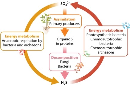 <strong>Consider the chemical reactions of the sulfur cycle shown in Figure 26.10. Reduction of CO<sub>2</sub> to generate carbohydrates can occur when coupled to the oxidation of reduced sulfur compounds (e.g., H<sub>2</sub>S). This latter process is carried out by what type of microorganism(s)?</strong> A)cyanobacteria B)purple bacteria