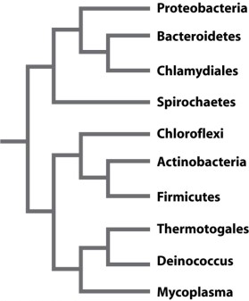 Scientists generate phylogenetic trees for a group of organisms using molecular data such as gene sequences. The 16S rRNA gene is used for this type of analysis because the gene phylogeny accurately reproduces the evolutionary history of the organisms from which the sequences were derived. Assume that the phylogeny below, which was produced based on analysis of the 16S rRNA gene, represents the evolutionary history of bacteria.   You are interested in determining other genes that may be used to recover the same phylogeny. For each microbe in the tree, you sequence two other genes. The first is rpoB, which encodes one of the subunits in RNA polymerase holoenzyme and is located on the bacterial chromosome. The second is cat, a gene that confers resistance to the antibiotic chloramphenicol (a drug that targets the ribosome)  and is located on a plasmid. Examine the two trees below. On the left is the phylogeny recovered using cat sequences and on the right is the phylogeny recovered using rpoB sequences.   One of the two trees supports the hypothesis presented in the 16S rRNA gene phylogeny for this group of bacteria. Which of the following helps to explain why only one of the two trees matches the 16S rRNA gene phylogeny? A) One of the genes was transferred horizontally between groups of bacteria. B) Both genes encode proteins responsible for essential functions in all cells. C) One of the genes is inherited from a common ancestor, passed from parent to offspring. D) One of the genes gives this group of bacteria a beneficial growth advantage when grown in the presence of antibiotics. E) One of the genes produces a phylogeny that is the same as the phylogeny produced using the 16S RNA gene.