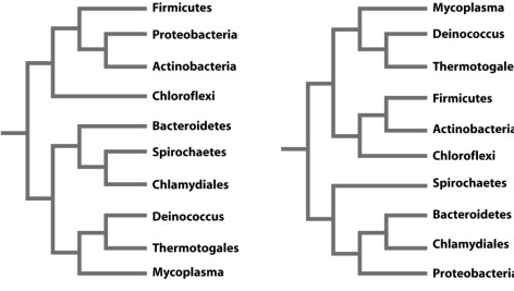 Scientists generate phylogenetic trees for a group of organisms using molecular data such as gene sequences. The 16S rRNA gene is used for this type of analysis because the gene phylogeny accurately reproduces the evolutionary history of the organisms from which the sequences were derived. Assume that the phylogeny below, which was produced based on analysis of the 16S rRNA gene, represents the evolutionary history of bacteria.   You are interested in determining other genes that may be used to recover the same phylogeny. For each microbe in the tree, you sequence two other genes. The first is rpoB, which encodes one of the subunits in RNA polymerase holoenzyme and is located on the bacterial chromosome. The second is cat, a gene that confers resistance to the antibiotic chloramphenicol (a drug that targets the ribosome)  and is located on a plasmid. Examine the two trees below. On the left is the phylogeny recovered using cat sequences and on the right is the phylogeny recovered using rpoB sequences.   One of the two trees supports the hypothesis presented in the 16S rRNA gene phylogeny for this group of bacteria. Which of the following helps to explain why only one of the two trees matches the 16S rRNA gene phylogeny? A) One of the genes was transferred horizontally between groups of bacteria. B) Both genes encode proteins responsible for essential functions in all cells. C) One of the genes is inherited from a common ancestor, passed from parent to offspring. D) One of the genes gives this group of bacteria a beneficial growth advantage when grown in the presence of antibiotics. E) One of the genes produces a phylogeny that is the same as the phylogeny produced using the 16S RNA gene.