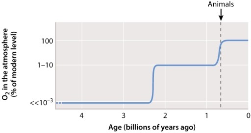 As shown in Figure 25.14 below, animals only appear in the fossil record about 580 million years ago, which coincides with atmospheric oxygen levels reaching a threshold needed by animals to breathe.   How did the evolution of photosynthetic and heterotrophic organisms change over the last 2 billion years to support the diversity of life seen on Earth today?