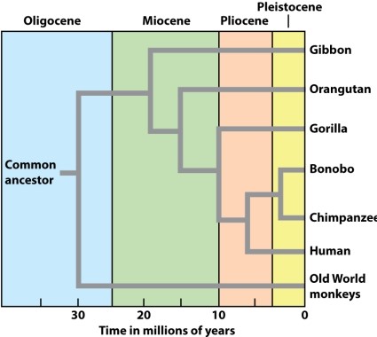 Consider the following diagram:   Which of the following represents a character that is useful in separating apes from Old World monkeys? A) loss of tail B) closely spaced nostrils C) prehensile thumb D) All of these choices are correct.