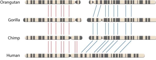 Consider the figure below showing the arrangement of homologous genes in several great apes relative to human chromosome 2. Red and blue lines between chromosomes connect homologous regions. Do these data reject or support the sister group relationship between humans and chimps?   Data source: Yunis, J. J., and O. Prakash. 19 March 1982  The Origin of Man: A Chromosomal Pictorial Legacy.  Science 215:1525-1530. A) These data reject the sister taxa relationship because humans only have a single chromosome and all other great apes have two; these data cannot be used to infer relatedness. B) These data reject the sister taxa relationship because all the genes that are connected by the blue lines are the same in all great apes. C) These data support the sister taxa relationship because all genes indicated by red and blue lines in chimpanzees are also in humans. D) These data support the sister taxa relationship because it shows how the human chromosome was divided in two to give rise to all other great ape taxa.