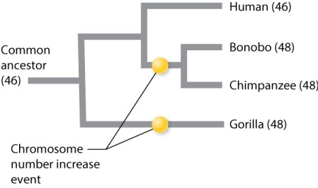 Evidence on chromosomal fusion, homology of genes, and gene order on chromosome 2 in humans is often used to support their sister taxa relationship to chimpanzees. Based on these lines of evidence, does the phylogeny below represent the most parsimonious explanation of the evolution of the number of chromosomes in humans and other apes?   A)yes B)no