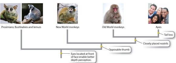 Examine Figures 24.1 and 24.2.   Photo sources: (left to right)  George Holton/Science Source; Penelope Dearman/Getty Images; Daily Mail/Rex/Alamy; Patrick Shyu/Getty Images; Yellow Dog Productions/Getty Images.   Photo sources: (left to right)  Zoonar/K. Jorgensen/age fotostock; S Sailer/A Sailer/age fotostock; J & C Sohns/age fotostock; Michael Dick/ Animals Animals-Earth Scenes; FLPA/Jurgen & Christi/age fotostock; Yellow Dog Productions/Getty Images. According to the figures, humans are members of the monophyletic: A) primate group. B) monkey group (includes both New World and Old World monkeys and their relatives) . C) ape group. D) great ape group. E) prosimians group.