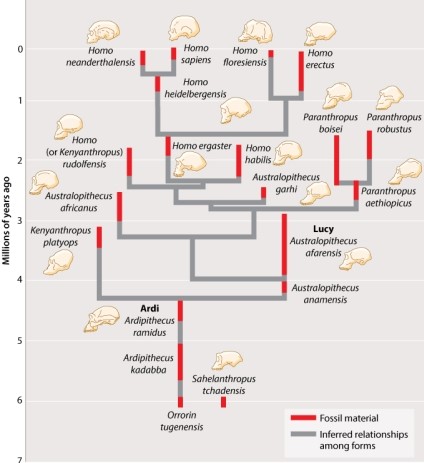 Examine Figure 24.6 below.   The time of GREATEST hominin radiation was approximately: A) 6-5 million years ago. B) 5-4 million years ago. C) 4-3 million years ago. D) 3-2 million years ago. E) 1 million years ago-present.
