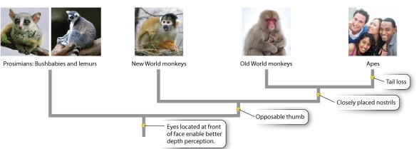 Examine Figure 24.1.   Photo sources: (left to right) George Holton/Science Source; Penelope Dearman/Getty Images; Daily Mail/Rex/Alamy; Patrick Shyu/Getty Images; Yellow Dog Productions/Getty Images. Based on the tree shown above, which of the following groups is monophyletic? A)Old World monkeys and New World monkeys B)Old World monkeys and apes C)New World monkeys and Prosimians D)Prosimians and apes E)Prosimians, New World monkeys, and Old World monkeys