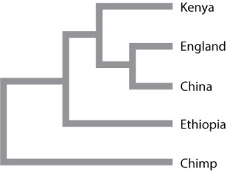 Consider the phylogenetic tree shown below. Geographic labels indicate the origin of humans whose mtDNA was sampled for sequence analysis. The chimp branch serves as the outgroup for the phylogeny.   Which of the following statements is CORRECT? A) The tree supports the out-of-Africa hypothesis for the origin humans because it implies that the common ancestor of all the humans is of African origin. B) The tree does not reveal anything about the geographic origin of humans. C) The tree supports the multiregional hypothesis because there are four independent populations. D) The closest relative to the Kenyans are the English. E) The Chinese share a more recent common ancestor with the Ethiopians than the Kenyans.