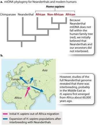 Based on Figure 24.10, which of the following statements is TRUE?   A) Neanderthals are more closely related to the French than to other groups. B) Neanderthals are more closely related to the Chinese than to other groups. C) Neanderthals are more closely related to the Nigerians than to other groups. D) Neanderthals are more closely related to some African groups than others. E) Neanderthals are equally related to all non-African groups.