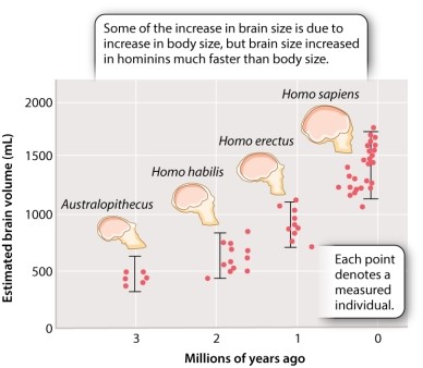 Consider the following figure (Figure 24.7) :     From these data you can infer: A) that braincase volume is correlated with body size in the Homo lineage. B) that each species in the Homo lineage has larger brain size than Australopithecines. C) that the extant members of the Homo lineage show the greatest amount of range in brain size. D) that the Homo lineage, on average, shows very little increase in brain size.