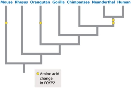 Based on the phylogeny below, does FOXP2 provide an accurate molecular clock for timing of divergence events between mammals and primates, and between humans and chimps?   A) Yes, because we can plot the amino acid changes on the phylogeny, which shows the relationship between mice and all other primates including humans and chimps. B) Yes, because there is one change on average for every three branches on the tree. C) No, because the changes in amino acids do not occur at regular intervals. D) No, because we do not know if Neanderthals had spoken language.