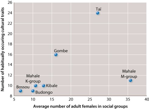 Below are data comparing the abundance of cultural traits and the number of adult female chimpanzees in different chimpanzee communities (Lind & Lindenfors, 2010) .   Data source: Lind, J., and P. Lindenfors. 2010.  The Number of Cultural Traits Is Correlated with Female Group Size but Not with Male Group Size in Chimpanzee Communities.  PLoS ONE 5(3) :e9241. doi:10.1371/journal.pone.0009241. The K group and the M group of this data set are from the same geographic area, called Mahale. The number of females chimpanzees in the K and M groups varied by about _____ but the number of cultural traits varied by about _____. A) 100%; 20% B) 20%; 100% C) 300%; 20% D) 20%; 300% E) 20%; 20%