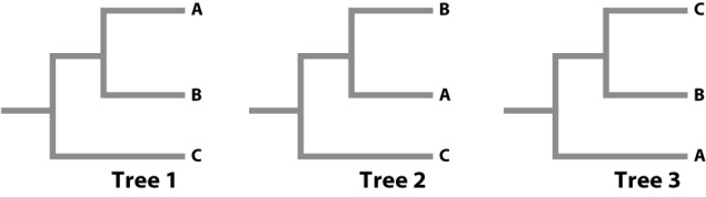 The diagram below depicts three phylogenetic trees. Which of the three show the same sister group relationships among groups A, B, and C?   A) Trees 1 and 2 are equivalent. B) Trees 2 and 3 are equivalent. C) Trees 1 and 3 are equivalent. D) All three trees are equivalent. E) All three trees are different: no two are equivalent.