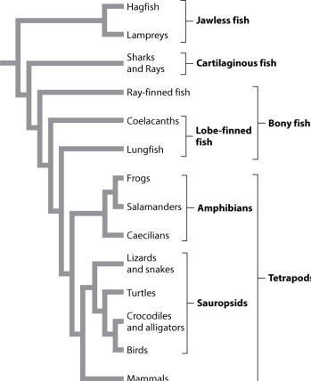 Examine Figure 23.2 below.     What is the sister group to mammals? A) sauropsids B) tetrapods C) birds D) crocodiles and alligators E) birds plus crocodiles and alligators