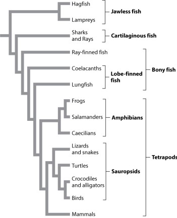Examine Figure 23.2 below.   If we defined a taxon to include only the coelacanths and lungfish but not their most recent common ancestor, it would be a _____ group. A) monophyletic B) paraphyletic C) polyphyletic