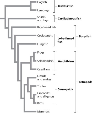 According to Figure 23.2 below, the most recent common ancestor of a bird and a turtle is also the most recent common ancestor of a bird and which other group?   A) snake B) human C) crocodile D) frog E) None of the answer options is correct.