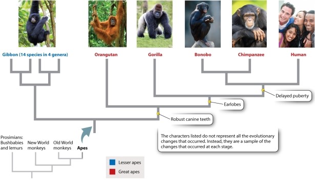 What types of data can be used to construct phylogenies such as the one below?   Photo sources: (left to right)  Zoonar/K. Jorgensen/age fotostock; S Sailer/A Sailer/age fotostock; J & C Sohns/age fotostock; Michael Dick/ Animals Animals-Earth Scenes; FLPA/Jurgen & Christi/age fotostock; Yellow Dog Productions/Getty Images. A) molecular data B) fossil evidence C) anatomical, physiological, and developmental studies of extant species D) molecular data, fossil evidence, and anatomical, physiological, and developmental studies of extant species E) None of the answer options is correct.